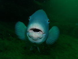 Southern Blue Wrasse
