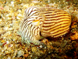 Striped Pyjama Squid