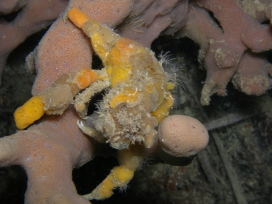 Decorator Crab
