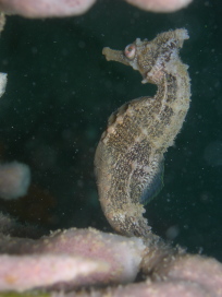 Whites Seahorse