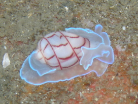 Blue Lined Bubble Shell
