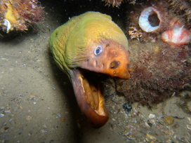 Green Moray Eel