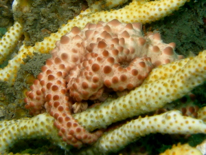 Basket Star