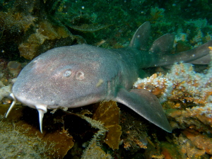 Blind Shark