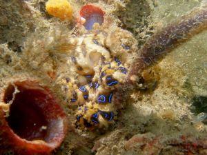 Blue Lined Octopus