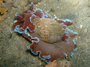 Blue Lipped Bubbled Shell