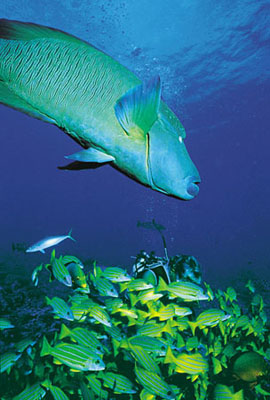 Bump Headed Wrasse