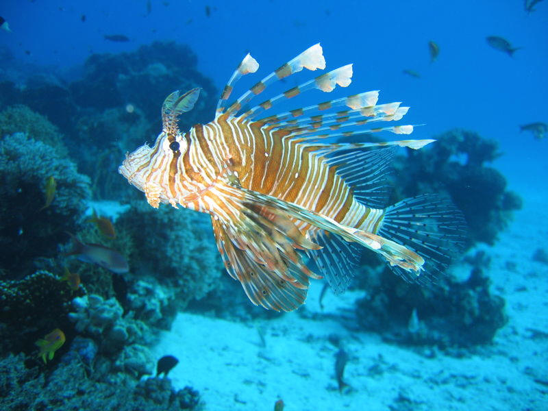 Lion Fish