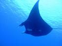 Flying Manta