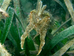 Cuttlefish