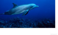 Dolphin-Underwater