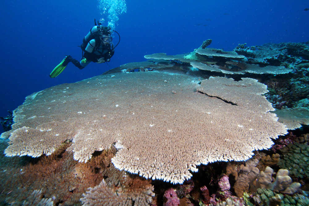 Prestine Coralsin Kadavu