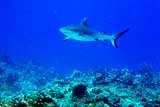 Reef Shark