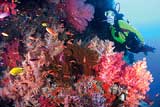 Colourful Reefs