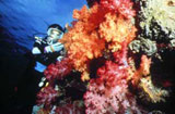 Matangi Island Resort Soft Corals