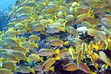 Tropical Fish School