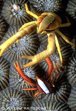 Squat Lobsters