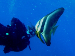 Juvenile Batfish
