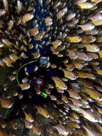 Fish_Rock_3