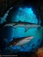 Fish_Rock