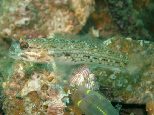 Goby