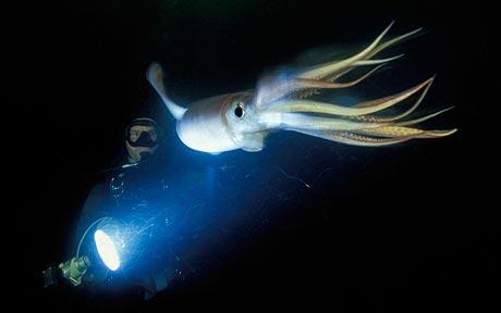 HumboldtSquid