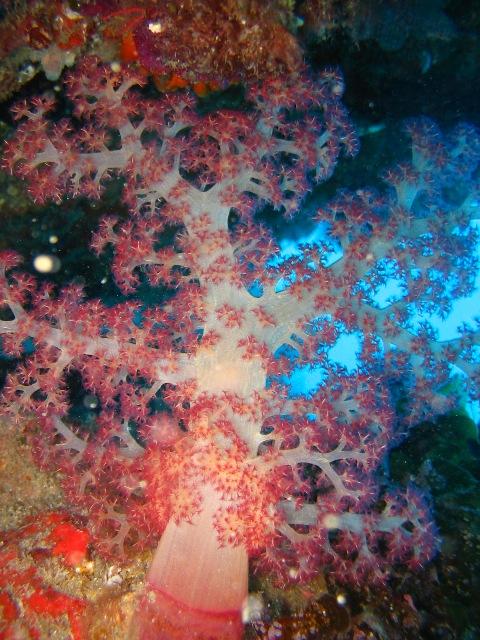 Purple Soft Coral