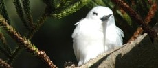 Bird Watching