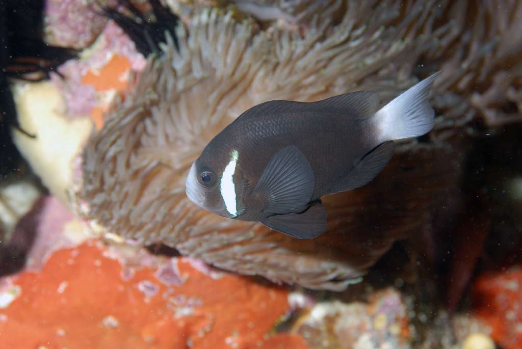 Lord Howe Anemone Fish