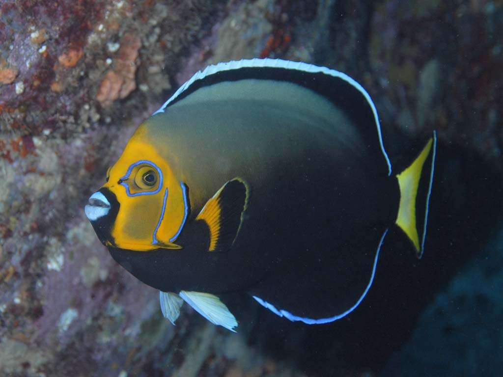 Angel Fish