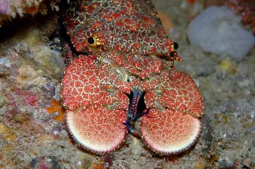 Slipper Lobster