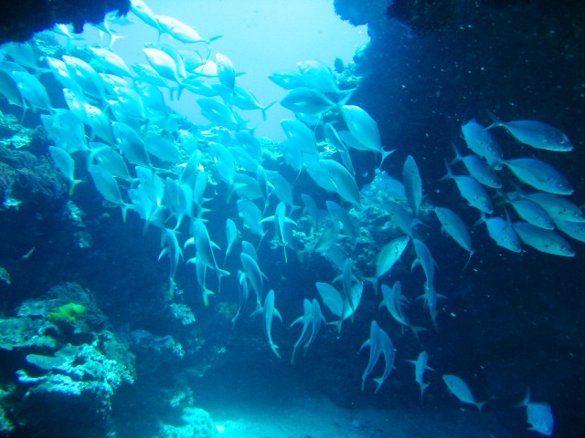 Trevally In The Arch