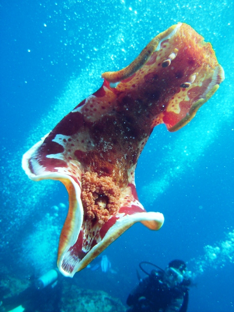 Spanish Dancer
