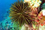 Kwajalein Feather Star