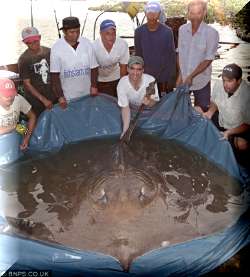 MASSIVE_STINGRAY