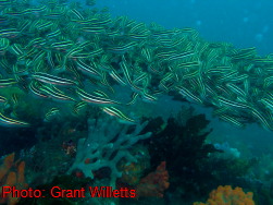 Mudgee High Marine Studies Trip 2008