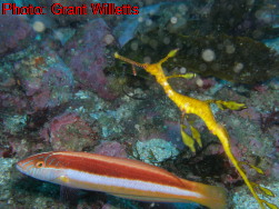 Mudgee High Marine Studies Trip 2008