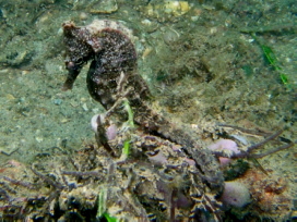 Whites Seahorse
