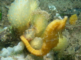 Orange form