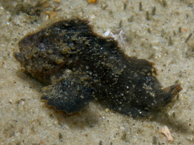15mm Juvenile Angler Fish