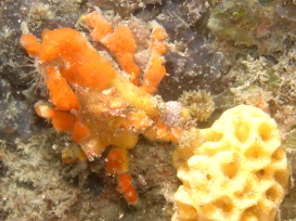 Decorator Crab