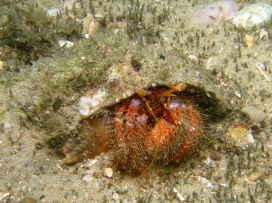 Hermit Crab