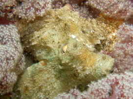 Gloomy Octopus