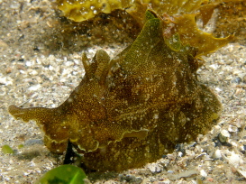 Geographic Sea Hare