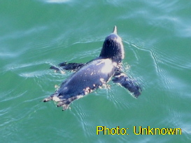 Fairy-Penguin-Swimming