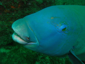 Southern Blue Wrasse