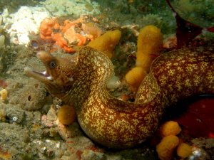 Moray Eel