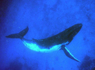 Humpback Whales Are A Common Sight