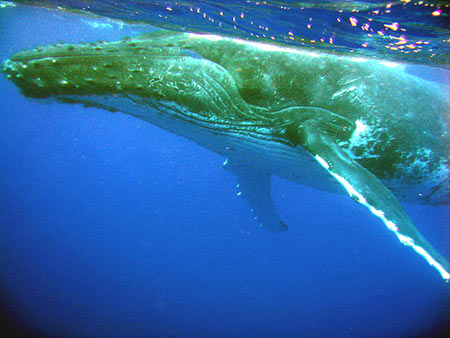 Humpback Whales are Regular Visitors