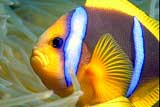 Clown Fish